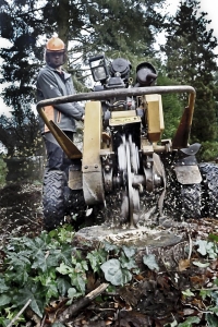 Stubbenfr&auml;sen